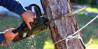 Trusted Elbow Lake, MN Tree Removal and Landscaping Services Experts